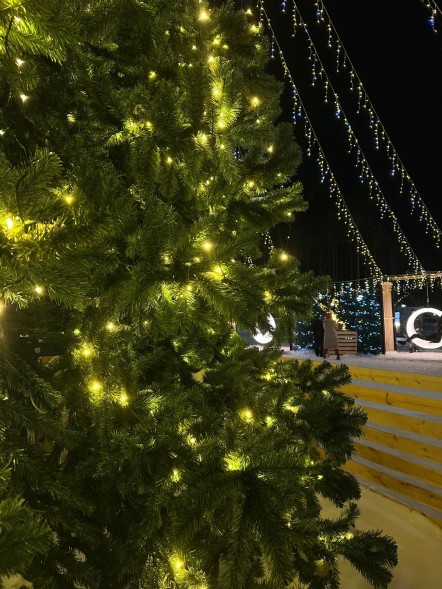 Ель «Кремлевская» - 7 м