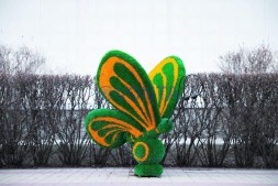 Топиари бабочка Какао Кристина — газон Eco