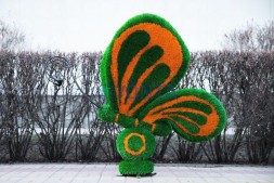 Топиари бабочка Какао Кристина — газон Eco