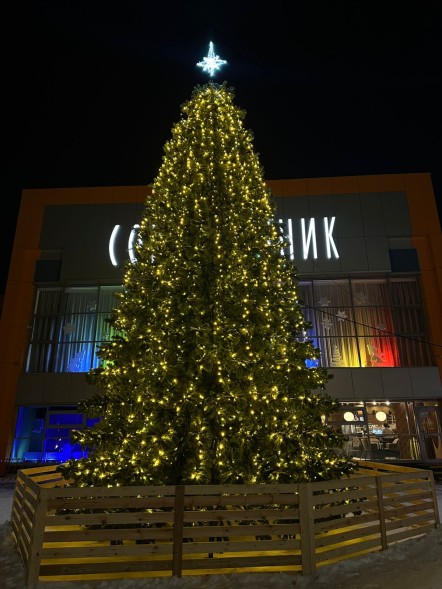 Ель «Кремлевская» - 6 м