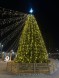 Ель «Кремлевская» - 6 м