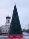 Уличная каркасная сосна «Уральская» 40  м