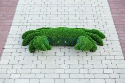 Топиари краб — газон Eco