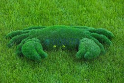 Топиари краб — газон Eco