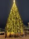 Ель «Кремлевская» - 10 м