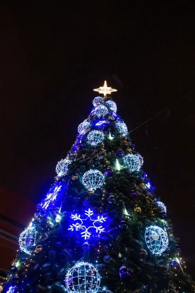 Сосна каркасная «Уральская» - 37 м