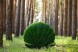 Топиари ракушка с жемчугом, h=80 см- газон Eco