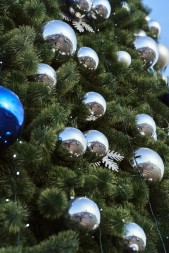 Сосна каркасная «Уральская» - 36 м