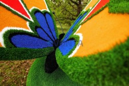 Топиари композиция бабочка на яблоке Синап — газон Eco Green