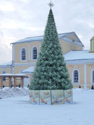 Ель ствольная «Альпийская» Изумрудная - 13 м