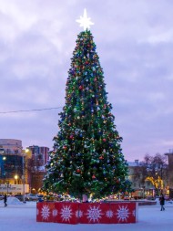 Сосна ствольная «Альпийская» - 20 м