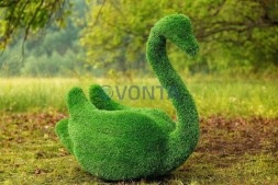 Топиари лебедь Чепелия — газон Eco Green