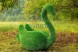 Топиари лебедь Чепелия — газон Eco Green