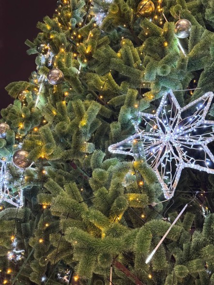 Сосна ствольная «Альпийская» - 16 м