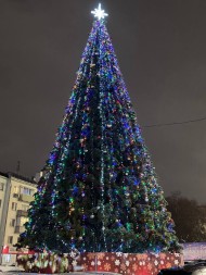 Сосна ствольная «Альпийская» - 15 м