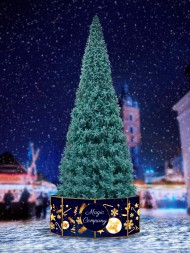 Ель ствольная «Альпийская» Изумрудная - 20 м