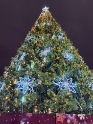 Сосна ствольная «Альпийская» - 14 м