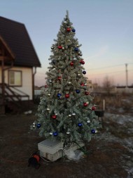 Ель ствольная «Альпийская» Изумрудная - 21 м