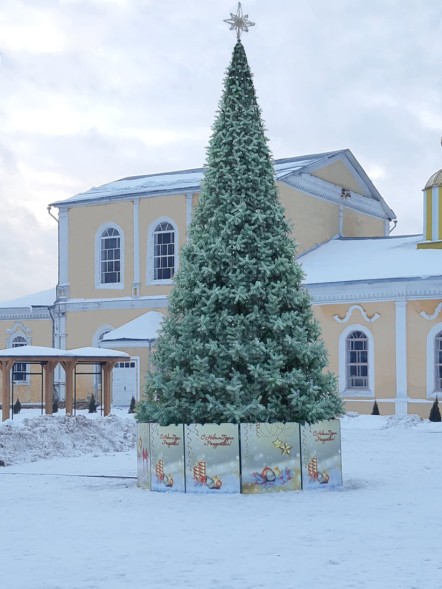 Ель ствольная «Альпийская» Изумрудная - 21 м