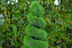 Топиари елка спиралька, h=60 см — газон Deluxe Simple