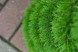 Топиари елка спиралька, h=60 см — газон Deluxe Simple
