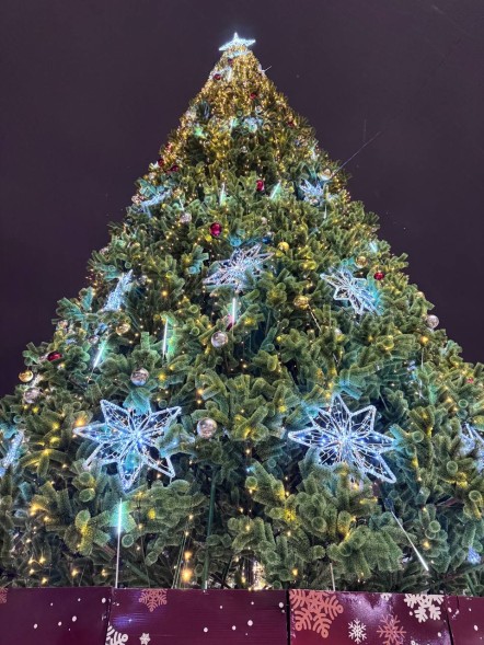 Сосна ствольная «Альпийская» - 13 м