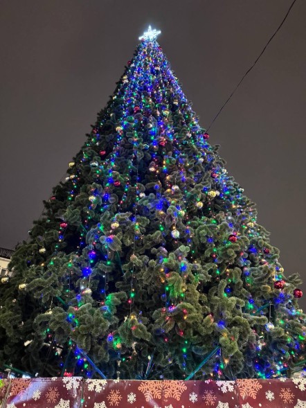 Сосна ствольная «Альпийская» - 12 м