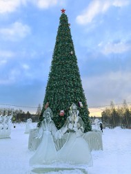 Сосна каркасная «Евро» - 5 м