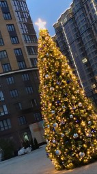 Сосна каркасная «Евро» - 5 м