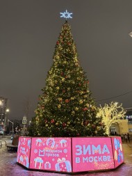 Ель ствольная «Альпийская» - 3,5 м