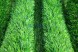 Топиари кузнечик — газон Eco