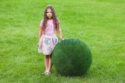 Топиари шар в виде куста туи, d=70 см — газон Eco