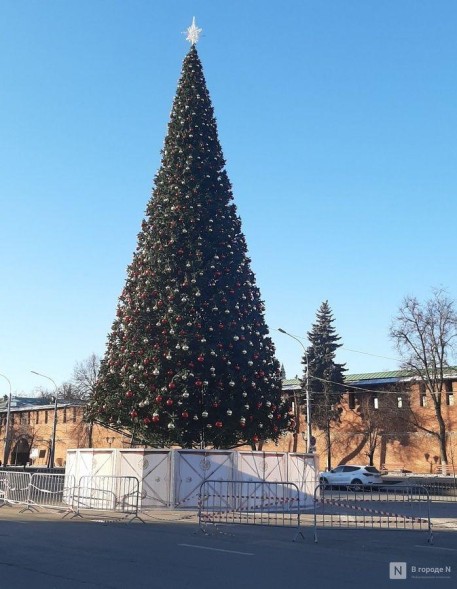 Сосна ствольная «Альпийская» - 10 м