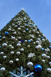 Сосна каркасная «Уральская»