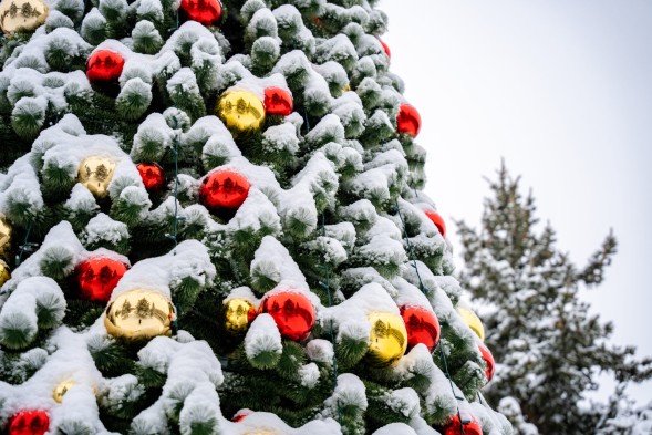 Сосна каркасная «Уральская»