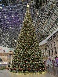 Ель каркасная «Уральская» - 22 м