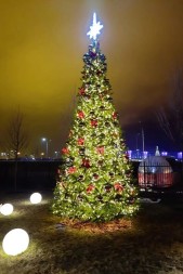 Ель «Европейская» - 7 м