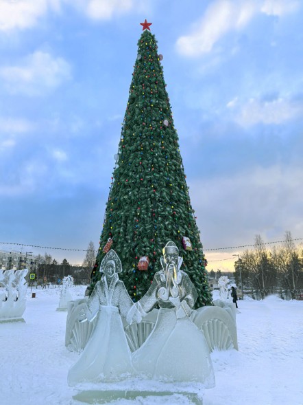 Сосна каркасная «Евро» - 12 м