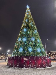 Сосна ствольная «Альпийская» - 6,5 м