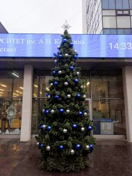 Сосна каркасная «Евро» - 15 м