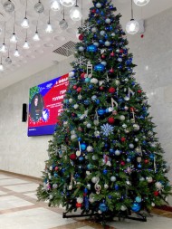 Ель «Швейцарская» - 3 м