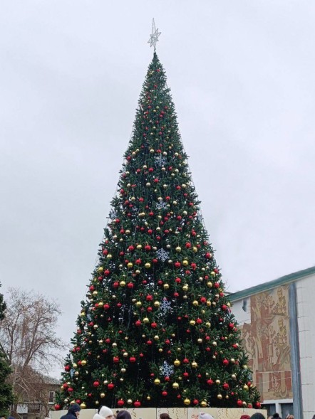 Ель ствольная «Альпийская» - 12 м