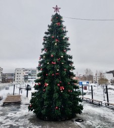 Ель «Беловежская»