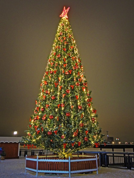 Ель ствольная «Альпийская» - 10 м