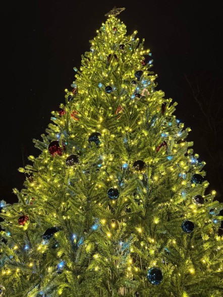 Ель ствольная «Светодинамическая Альпийская» - 10 м