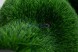 Топиари медведь Муни — газон Deluxe Green