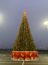 Ель ствольная «Альпийская» - 8 м