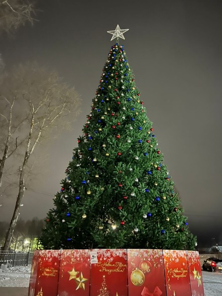 Ель ствольная «Альпийская» - 7,5 м