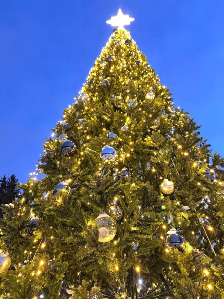 Ель ствольная «Альпийская Сказочная» - 5 м