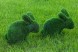 Топиари зайчик Гримм — газон Eco